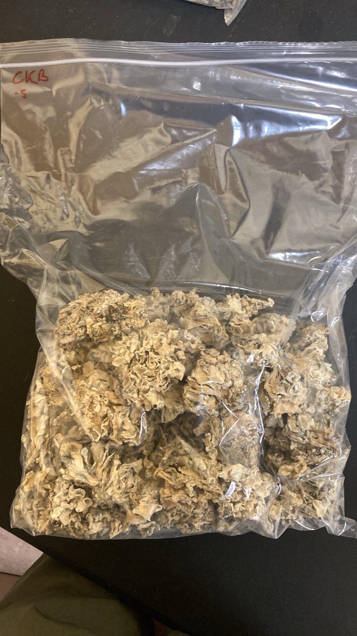 Enigma Chocolate Krinkle Brain